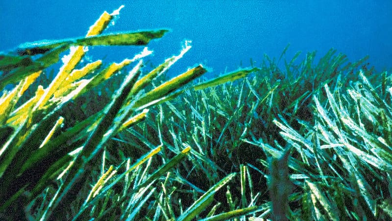 La extracción del sustrato de Posidonia oceanica consiste de un método expeditivo que puede realizarse al cabo de unos pocos días.