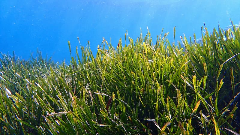 El procedimiento de extracción de sustrato consiste en seleccionar los restos de la planta marina, limpiarlos y lavarlos con agua.