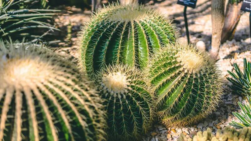 El acitrón es una planta muy valorada en México.