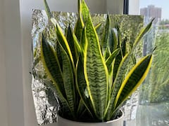 Qué significa poner papel aluminio detrás de una lengua de suegra y por qué se volvió un truco de jardinería