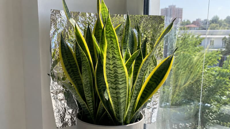 Qué significa poner papel aluminio detrás de una lengua de suegra y por qué se volvió un truco de jardinería.