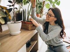 La planta recomendada por la NASA que reduce el estrés y transforma el aire de tu casa cada noche