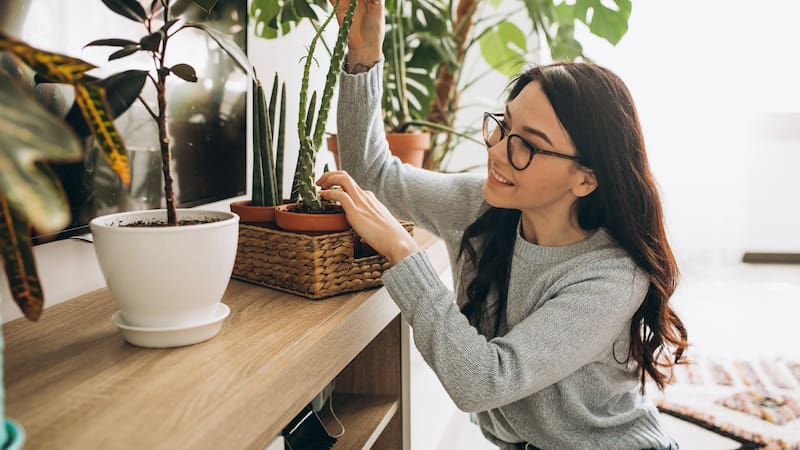 La planta recomendada por la NASA que reduce el estrés y transforma el aire de tu casa cada noche.