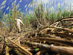 Cañeros respaldan alza al arancel del azúcar impuesto por el gobierno mexicano