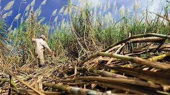 Cañeros respaldan alza al arancel del azúcar impuesto por el gobierno mexicano