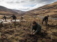 Plantaron 100 árboles y retiraron a 1.200 ovejas para recuperar un valle sin vegetación: 25 años después tiene más de 750.000 árboles