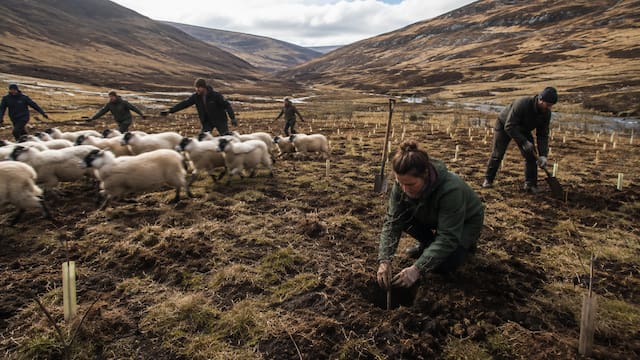 Plantaron 100 árboles y retiraron a 1.200 ovejas para recuperar un valle sin vegetación: 25 años después tiene más de 750.000 árboles