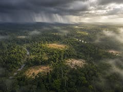 Plantaron 78.000 millones de árboles para reforestar el desierto. Funcionó, pero ahora llueve donde no debe y se seca lo que querían proteger