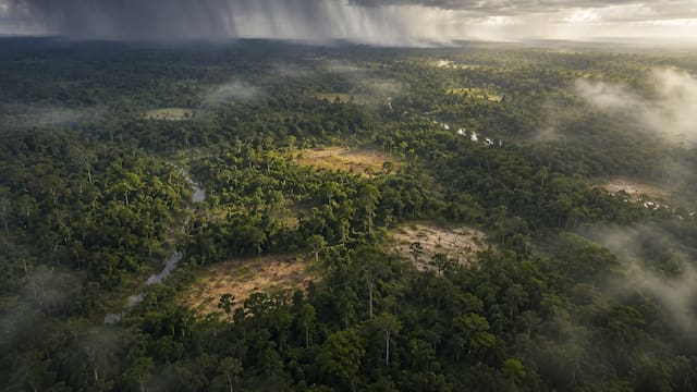 Plantaron 78.000 millones de árboles para reforestar el desierto. Funcionó, pero ahora llueve donde no debe y se seca lo que querían proteger