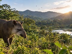 Plantaron 800.000 árboles para reforestar una antigua zona ganadera. 25 años después reapareció un animal que se creía extinto hacía un siglo