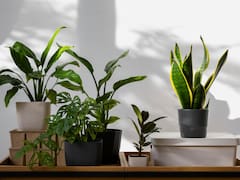 La planta que supera a la lengua de suegra y cada vez más personas eligen: crece más rápido y luce mejor