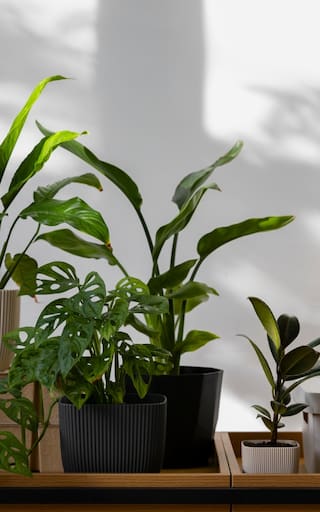 La planta que supera a la lengua de suegra y cada vez más personas eligen: crece más rápido y luce mejor