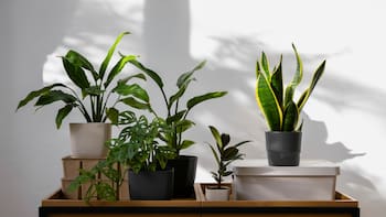 La planta que supera a la lengua de suegra y cada vez más personas eligen: crece más rápido y luce mejor