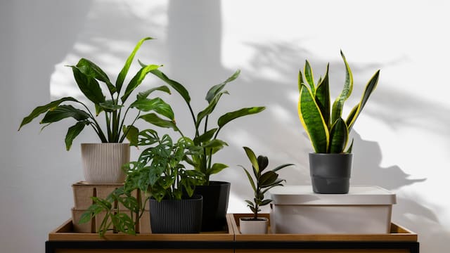 La planta que supera a la lengua de suegra y cada vez más personas eligen: crece más rápido y luce mejor