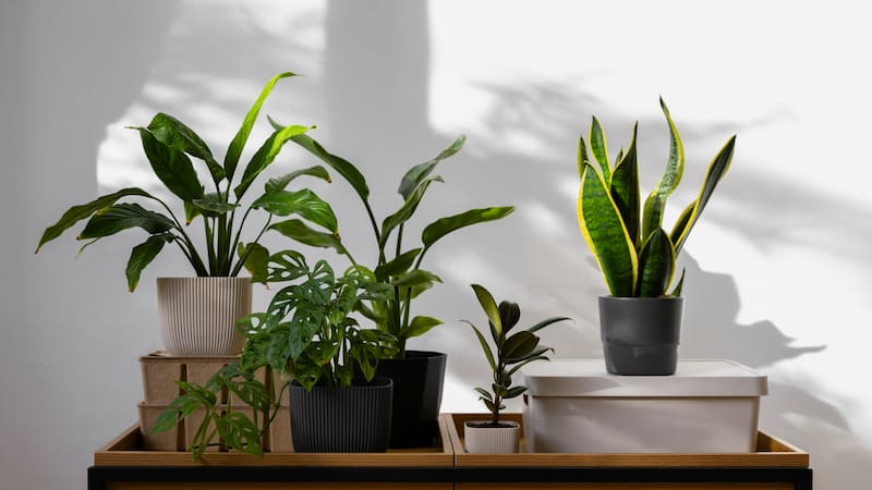 La planta que supera a la lengua de suegra y cada vez más personas cultivan.