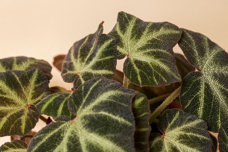 Su presencia aporta volumen y un efecto visual moderno en cualquier ambiente.