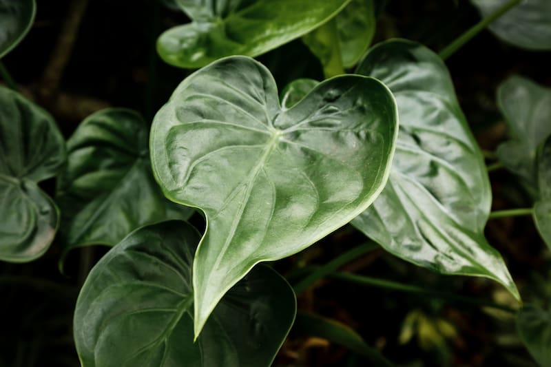 El Philodendron selloum se destaca por sus hojas grandes y su estética tropical.