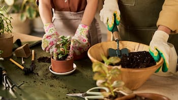 Ideal para interiores y habitaciones: la planta que sobrevive en maceta con poca luz