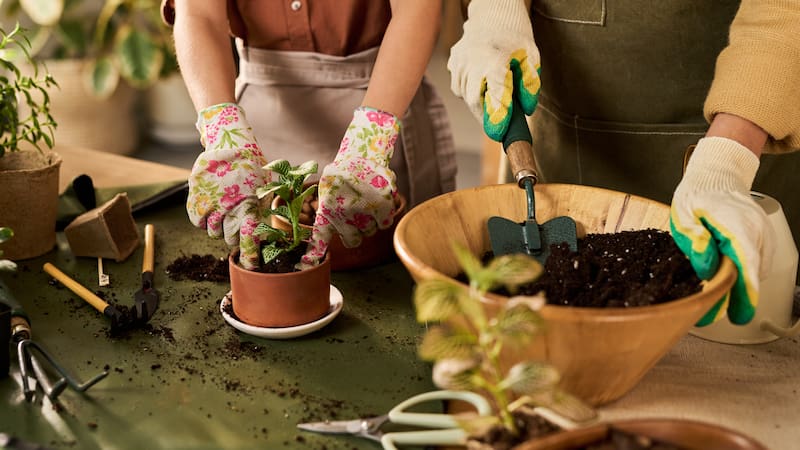 Tener en cuenta que una planta sea resistente no significa que pueda vivir sin cuidados, ya que todas necesita condiciones adecuadas para crecer y mantenerse saludable.