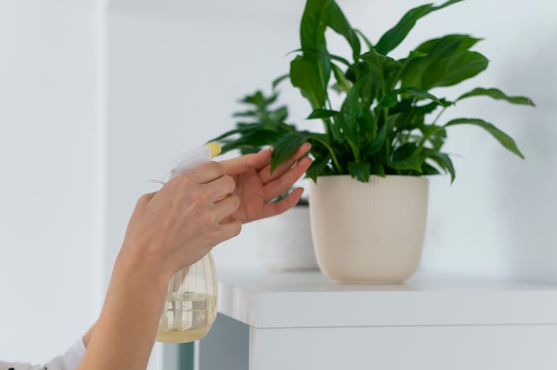 Para que una planta crezca fuerte y saludable, la guía recomienda un riego apropiado y una ubicación adecuada.
