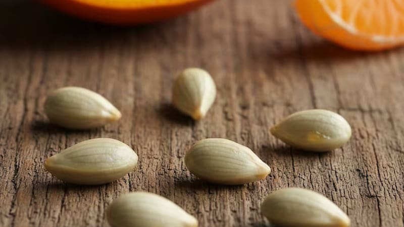 Pocos lo saben: el motivo por el que nunca debes tirar las semillas de la naranja