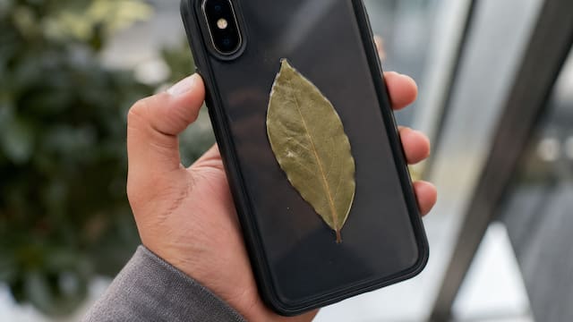 Pocos lo saben | Por qué recomiendan llevar una hoja de laurel en la funda del celular y para qué sirve