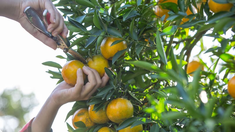 Las herramientas bien desinfectadas y afiladas son esenciales para una poda eficaz y segura. (Foto: Freepik.es)