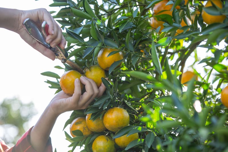 Las herramientas bien desinfectadas y afiladas son esenciales para una poda eficaz y segura. (Foto: Freepik.es)