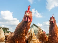 La conquista mundial del pollo: cómo transformó nuestra comida, ciudades y paisajes