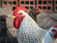 Declaran la emergencia sanitaria en todo el país por la gripe aviar