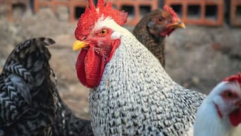 Declaran la emergencia sanitaria en todo el país por la gripe aviar