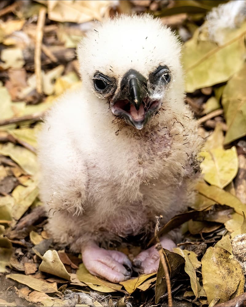El registro de un polluelo de águila arpía vivo en libertad es una señal poco frecuente que refuerza las expectativas de recuperación de la especie