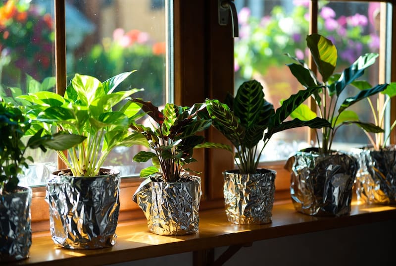 Poner papel aluminio alrededor de las macetas, ¿para qué sirve y por qué recomiendan hacer este truco?
Fuente: IA