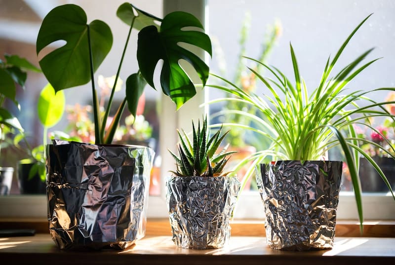 Poner papel aluminio alrededor de las macetas, ¿para qué sirve y por qué recomiendan hacer este truco?
Fuente: IA