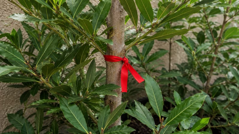 Poner una cinta roja en la planta de laurel: para qué sirve y por qué lo recomiendan
Fuente: IA