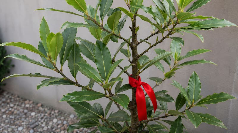 Poner una cinta roja en la planta de laurel: para qué sirve y por qué lo recomiendan
Fuente: IA