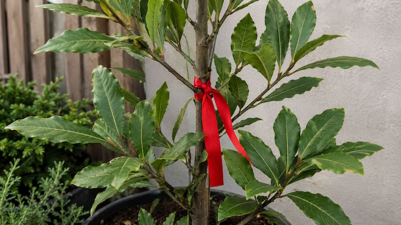 Poner una cinta roja en la planta de laurel: para qué sirve y por qué lo recomiendan
Fuente: IA