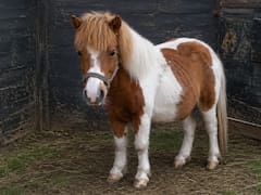 Robó un pony pero quiso venderlo y lo encontraron: lo había publicado en Marketplace