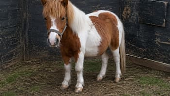 Robó un pony pero quiso venderlo y lo encontraron: lo había publicado en Marketplace