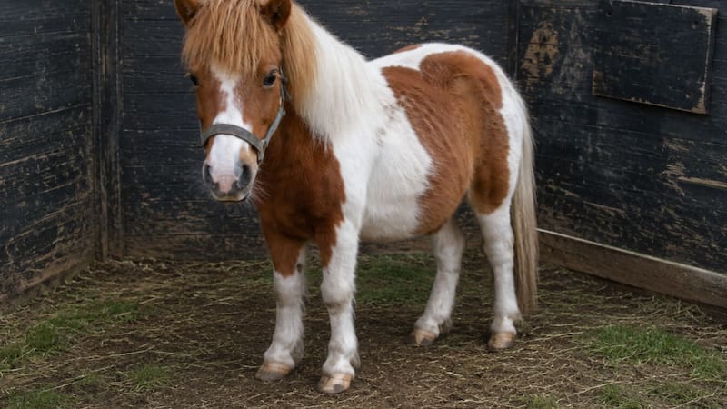 Robó un pony pero quiso venderlo y lo encontraron: lo había publicado en Marketplace.