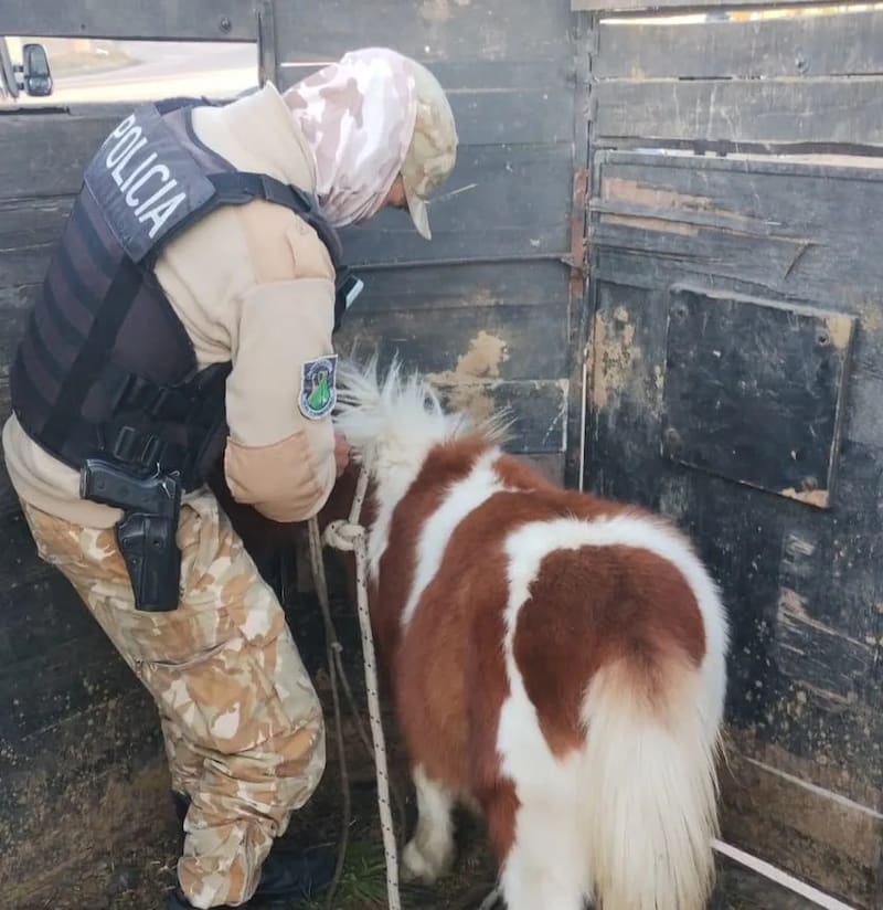 El animal permanece en un sitio especial para su resguardo (Fuente: Ministerio de Seguridad y Justicia de Mendoza).