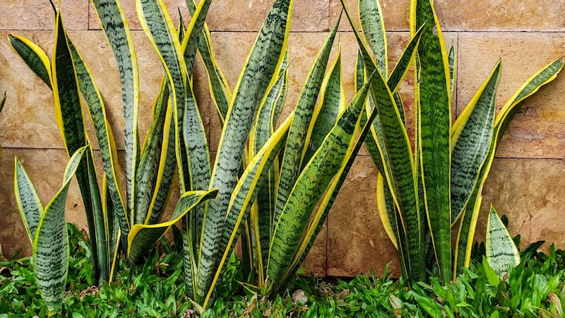 ¿Por qué crece la planta lengua de suegra? El Feng Shui detalla los diferentes significados