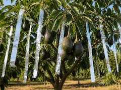 Por qué hay que colgar tiras de papel aluminio en los árboles de palta y para qué sirve