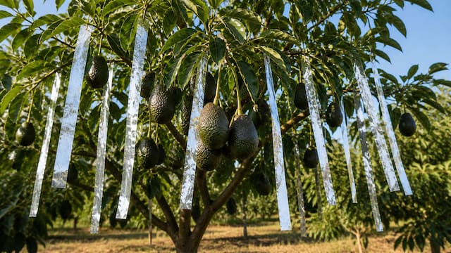Por qué hay que colgar tiras de papel aluminio en los árboles de palta y para qué sirve