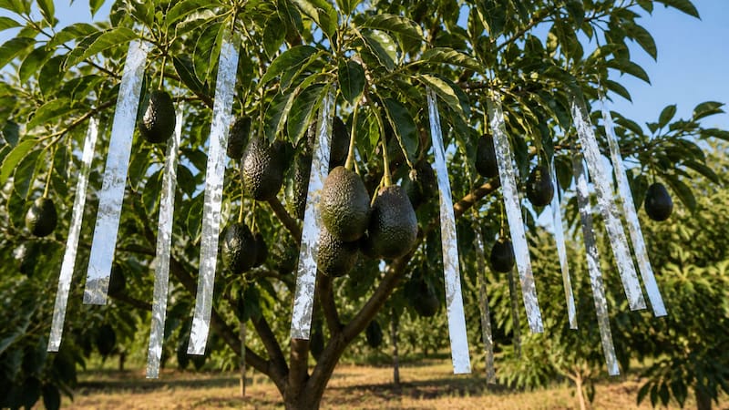 Por qué hay que colgar tiras de papel aluminio en los árboles de palta y para qué sirve