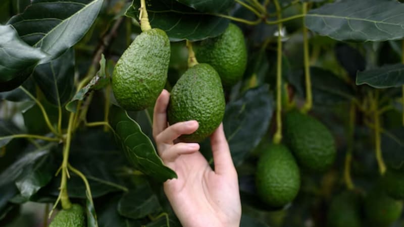 Por qué hay que colgar tiras de papel aluminio en los árboles de palta y para qué sirve