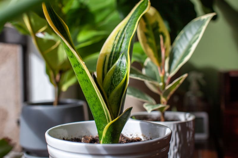 Por qué los jardineros recomiendan ponerle azúcar a la lengua de suegra y para qué sirve