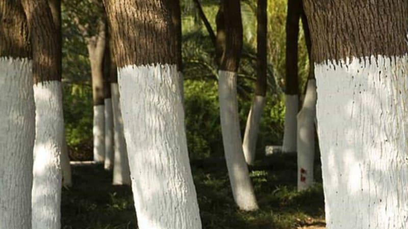 Por qué pintan de blanco a los troncos de los árboles y cuáles son los beneficios