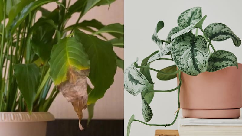 Los potus son las plantas más afectadas por el problema de las manchas marrones en las hojas