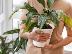 La planta ideal para departamentos pequeños: sobrevive en maceta, necesita poco riego y es casi inmortal